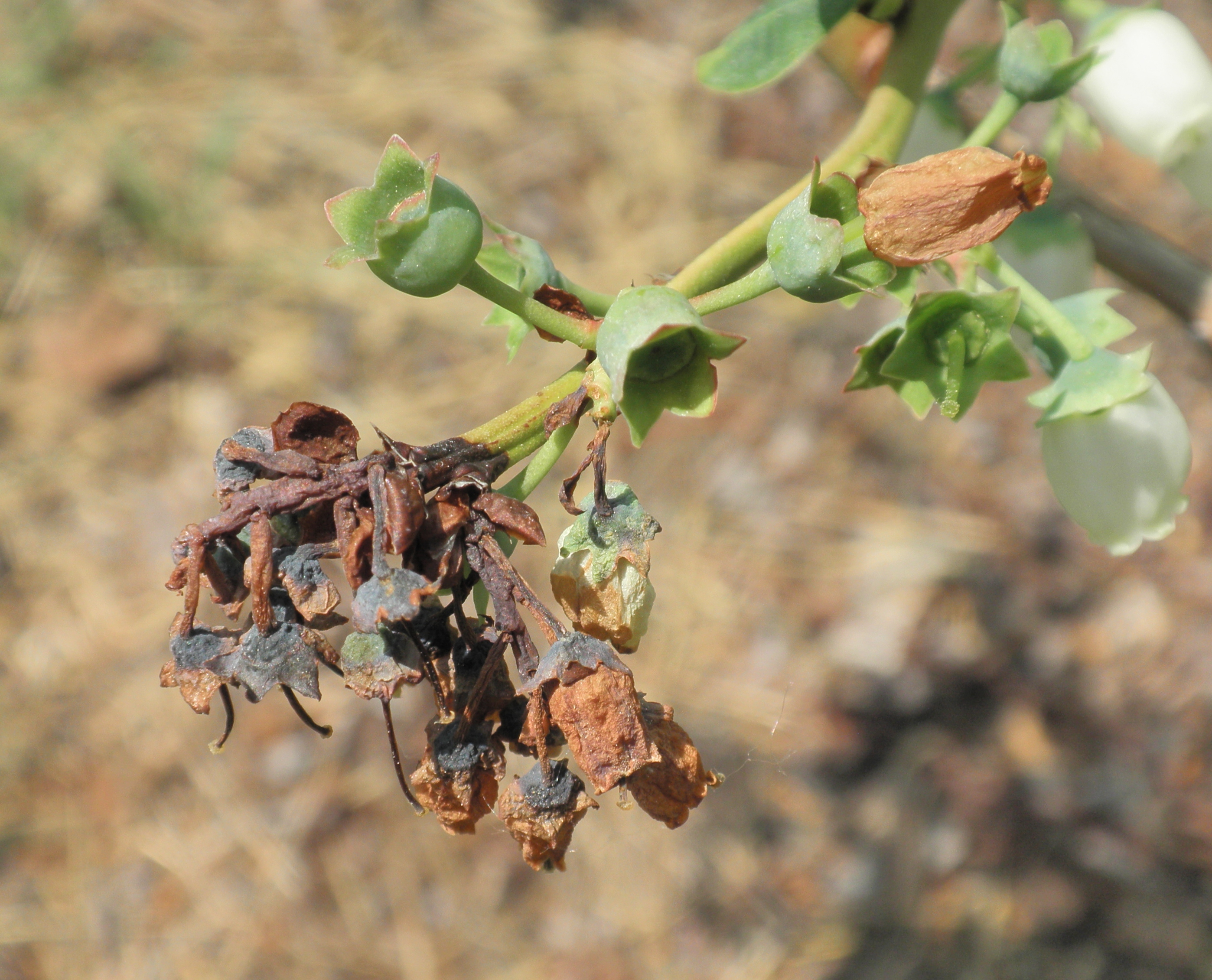 Phomopsis blossom blight